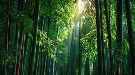 Lush green bamboo forest with tall, straight stalks and soft sunlight filtering through the leaves, perfect for serene background scenesの素材