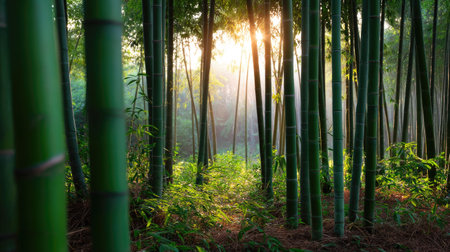 Calm bamboo forest during golden hour, warm sunlight casting soft glows on green trunksの素材