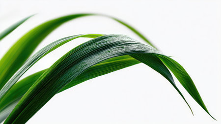 Curved grass blade isolated on white, minimalist composition with organic detailの素材