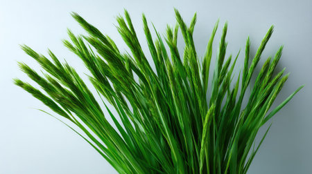 Cluster of upright green grass stems fanned out neatly against a white studio backgroundの素材