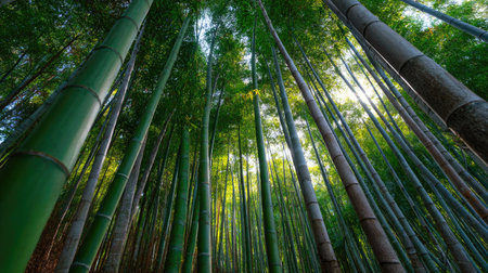 Gentle light filtering through dense bamboo trees, highlighting the natural vertical patternの素材
