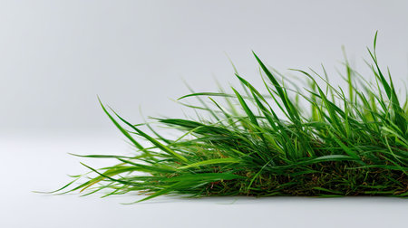 Fresh grass blade lying horizontally across a clean white backdrop, crisp and detailedの素材