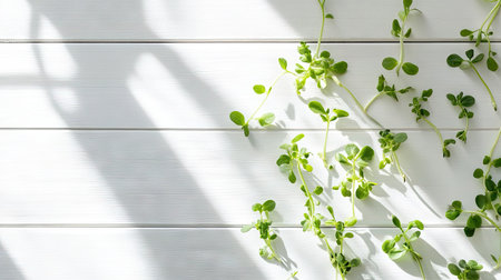 Bright and clean image of soybean sprouts layered across a white wooden background with soft natural shadowsの素材