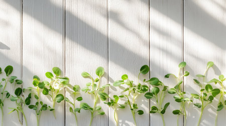 Bright and clean image of soybean sprouts layered across a white wooden background with soft natural shadowsの素材