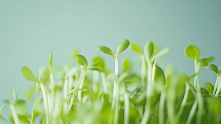 Close-up of soybean sprouts in a small pile against a light gray background, highlighting freshness and detailの素材