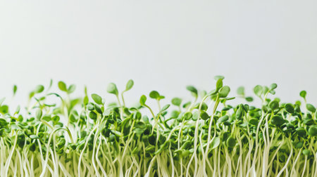 Close-up of soybean sprouts in a small pile against a light gray background, highlighting freshness and detailの素材