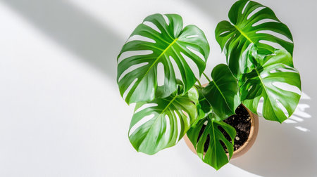 Beautiful Monstera in a simple clay pot, leaves casting soft shadows on a bright white backgroundの素材
