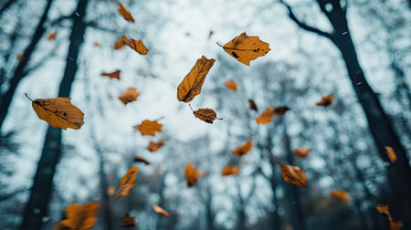 Flying leaves frozen in motion with an overcast sky and treetops faintly in the backgroundの素材