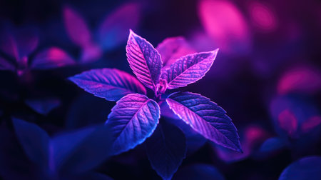 Close-up of small leafy plant glowing under neon purple light, isolated on dark backdrop, representing minimalism and creative aestheticsの素材