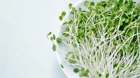 Freshly washed bean sprouts on a white plate, their vibrant color and texture highlighted, perfect for a healthy lifestyle concept.の素材