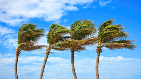 Group of palm trees bending in the wind on a sunny tropical day, with blue sky and scattered clouds in the backgroundの素材