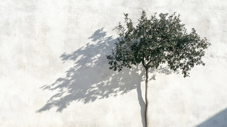 A single tree's shadow reaching across a white stucco wall in bright midday light.の素材