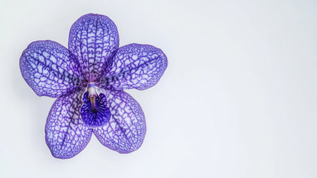 Close-up of a vibrant purple Vanda orchid flower in full bloom, isolated on a pure white backgroundの素材