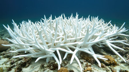 A coral reef bleached and lifeless, highlighting the effect of global warming on marine ecosystems and ocean temperatures. --chaosの素材