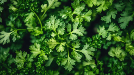 Lush green herbs like parsley and cilantro thriving in a hydroponic setup under LED lights, representing sustainable indoor agriculture.の素材