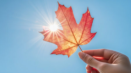 A close-up of a hand holding a vibrant red maple leaf against a clear blue sky, with sunlight filtering through the leaf's veins.の素材