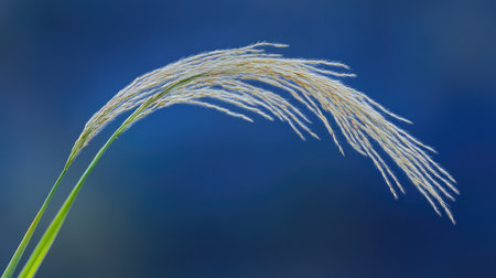 Close-up of a ripened rice ear with thin green leaves, against a blurred blue background, creating a natural yet minimalistic effectの素材