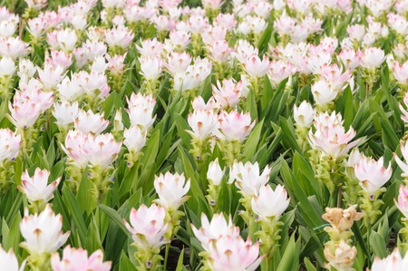  Tropical Flower krajeaw  の写真素材