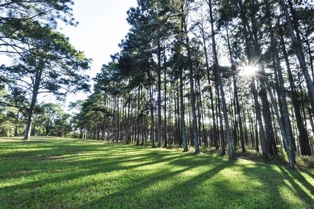  The light shines through pine forest の写真素材