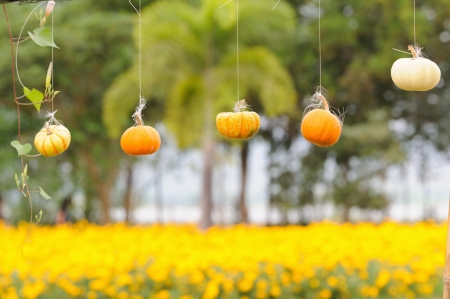 Colorful pumpkins in gardenの写真素材