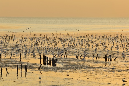 View beautiful  Sunset beaches   in  samutprakarn Thailandの写真素材