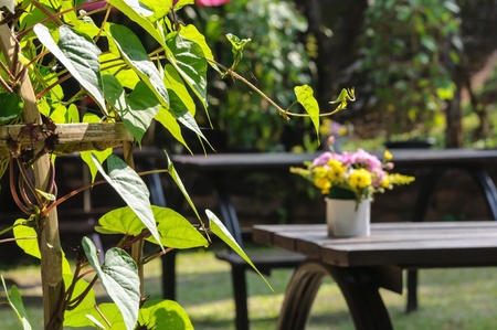 Beautiful flower in gardenの写真素材