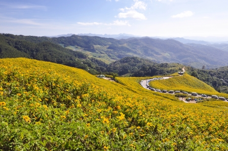   View natural  forest mountain  in  Chiang mai thailand   の写真素材