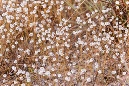 Flower Eriocaulon henryanum in Thailand の写真素材