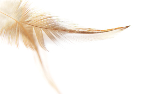 White abstract background with two beige delicate feathers of birds lying casuallyの写真素材