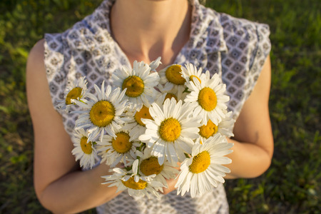 A young woman is holding a bouquet of chamomile in her hands. Many white medical flowers in summer in sunny weatherの写真素材