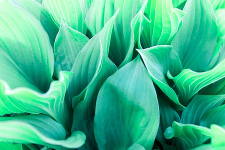 A background of green emerald hosta leaves closeup