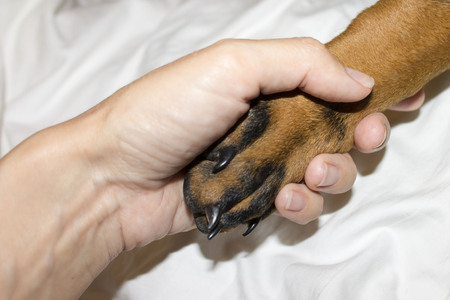 Doberman puppy black paw with claws in himan hand close-up.