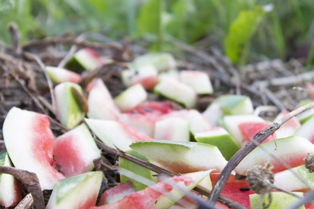 Watermellon peels on nature background. Garbage, litter and environmental protection concept.