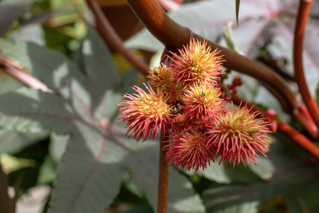 Yellow and red fruits of castor oil plant Ricinus Communis in autumn close up.