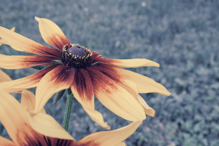 A beautiful flowers of Rudbeckia, coneflower close up.の写真素材