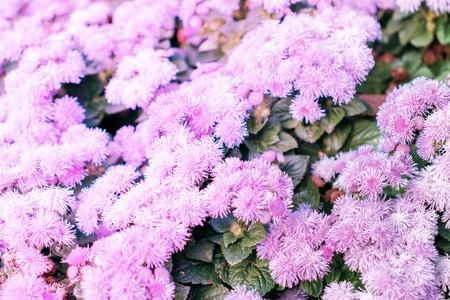Many lilac violet flowers as a background.の写真素材
