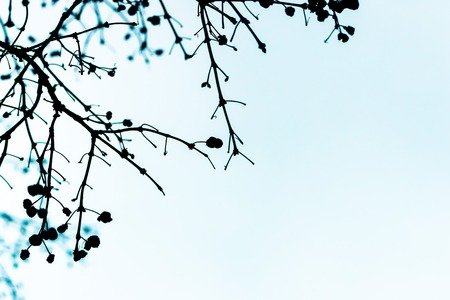 Tree branch and leaves silhouette against blue sky background.の写真素材
