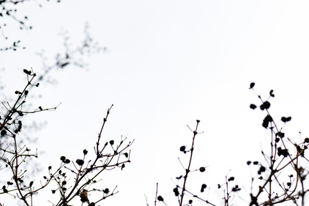 Tree branch and leaves silhouette against white sky background.の写真素材