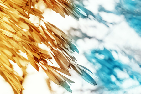Abstract background of dry seeds of ash tree, toned yellow and blue with copy space.の写真素材
