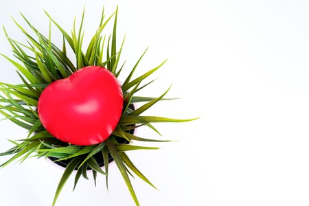 Big red heart lying on a plant in flower pot, copy space.