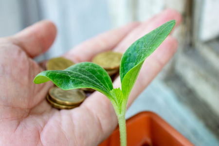 A green seedling of zucchini and a hand with coins on background - economy and financial growing concept.の写真素材