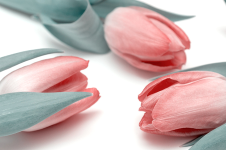 Three pink spring tulips on white background, floral vintage arrangement.の写真素材