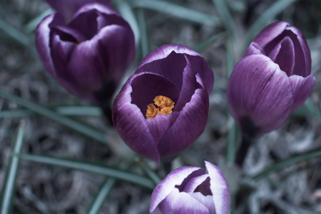 Blue mysterious crocus close up, melancholic and enigmatic flowersの写真素材