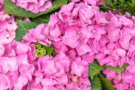 Gorgeous lush beautiful pink hydrangea flowers close up. Wedding backdrop, Valentine's Day concept....