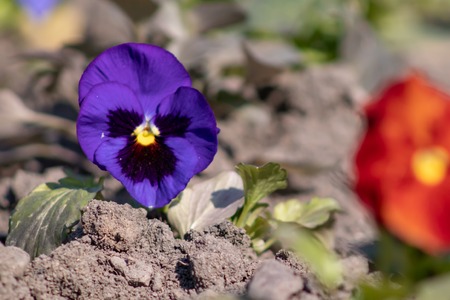 Blue flower of pansy Viola close up growing in a flower bed.の写真素材