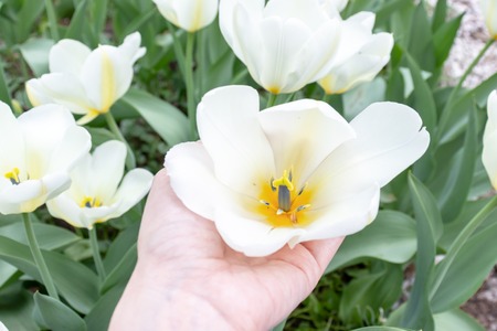 A hand holding white tulip flower in spring garden.の写真素材