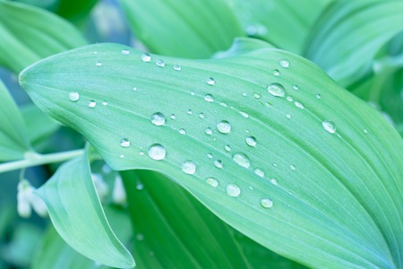 Water drops on green leaves after rain, green foliage natural organic garden background.の写真素材