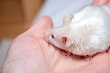 Cropped kid's hands holding pretty cute white laboratory mouse.の写真素材