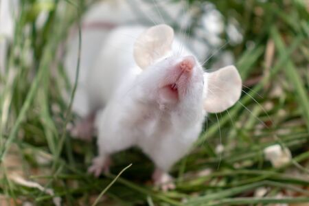 White albino laboratory mouse sitting in green dried grass, hay. Cute little rodent muzzle close up, pet animal concept.の写真素材