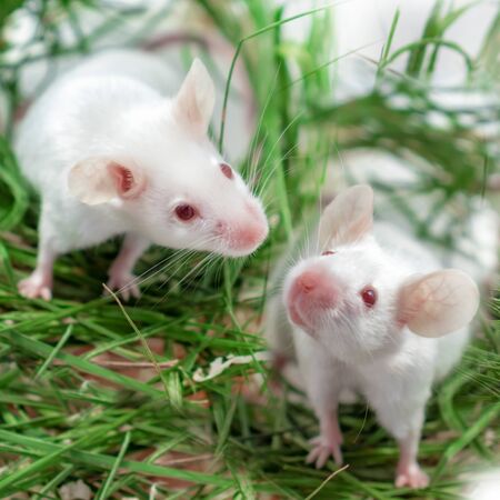 Mock up with two white albino laboratory mouse sitting in green dried grass, hay. Cute little rodent...